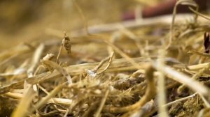 Виноградники. Тайные механизмы природы