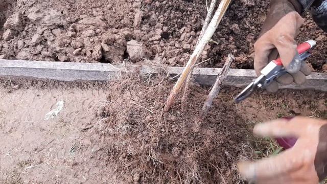 Посадка и размножение малины осенью. смотреть онлайн