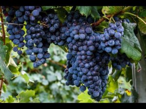 Как сделать домашнее вино из винограда