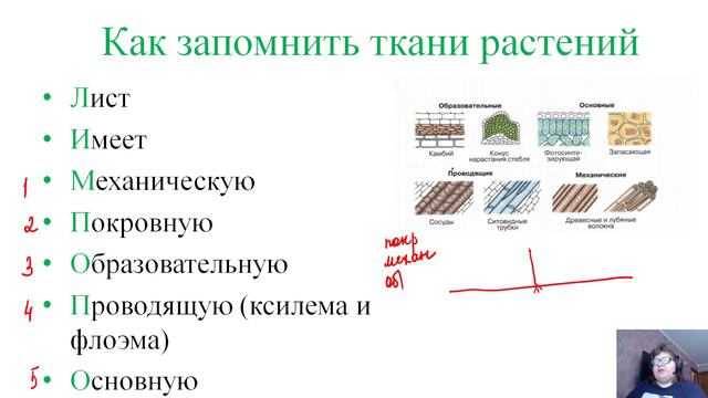 ткани растений смотреть онлайн