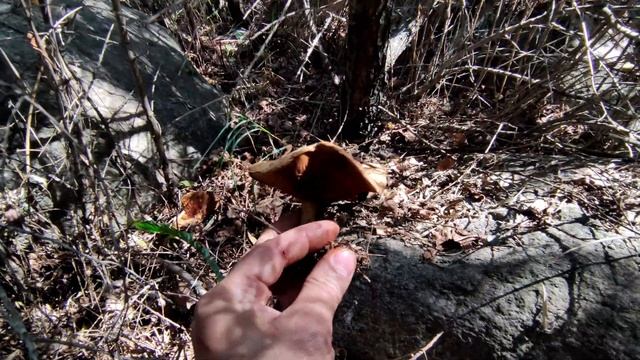 Это ШОК Подосиновики везде Сбор в Алматы смотреть онлайн