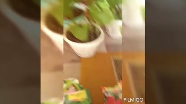 Комнатные растения из семян,обзор растений какие взошли ,а какие нет. смотреть онлайн