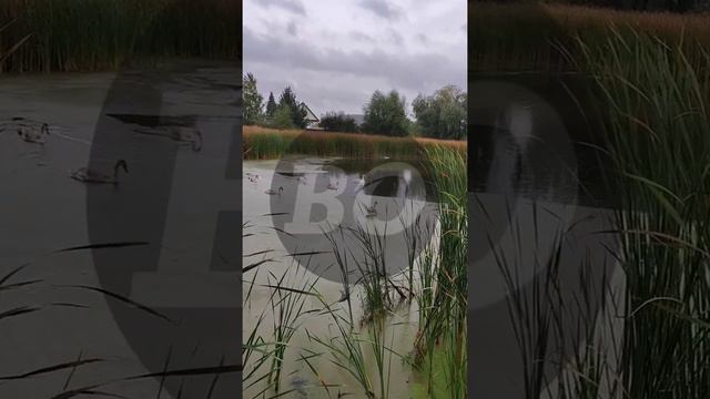 В Отрадном отбившегося от стаи лебеденка отнесли на озеро и вернули в стаю смотреть онлайн