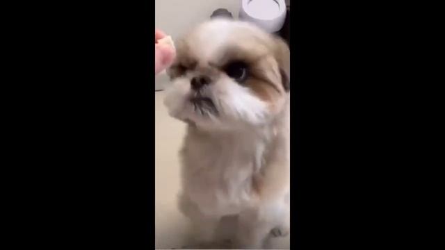 Funniest Animals 2023 ? Funniest Cats and Dogs ?? смотреть онлайн