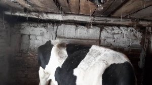 что делать при вздутие рубца у крс