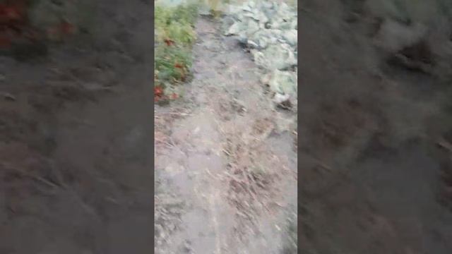 Урожай побил морозом.Заморозки в сентябре. смотреть онлайн