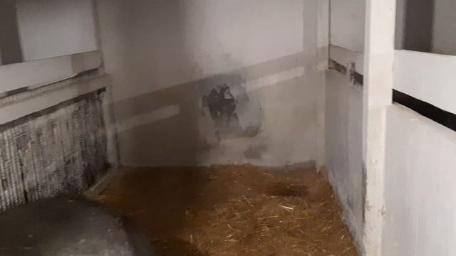 ВЕЧЕРНЯЯ ДВИЖУХА НА ХОЗЯЙСТВЕ, ПОРОСЯТА ИНДОУТЯТА И БОЛЬШАЯ СВИНОМАТКА ДЮРОК смотреть онлайн