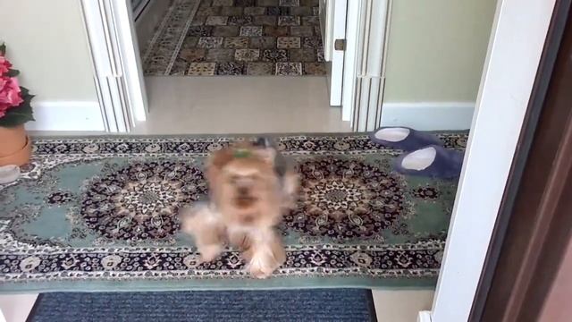 В доме чисто, потому что собака всегда вытирает ноги))) смотреть онлайн