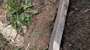 Дрожжи + банан выгонят муравьёв с вашего участка !