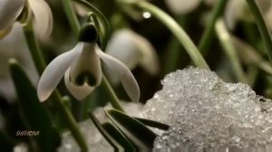 #конецзимы #началовесны #весна Красивая песня про весну.С приходом весны!