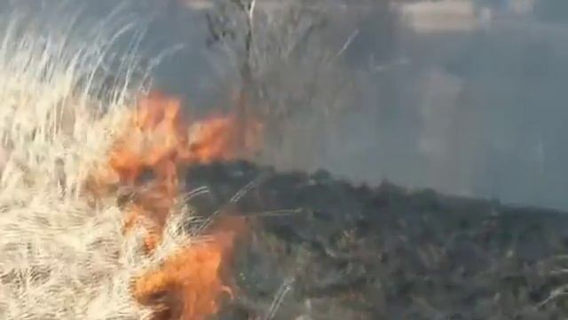 Берегите лес от огня смотреть онлайн