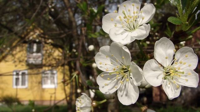 Весна идет ! Spring is coming ! смотреть онлайн