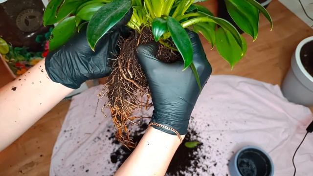 Тайны ухода и размножения Филодендрона / Secrets Of Philodendron Care And Propagation