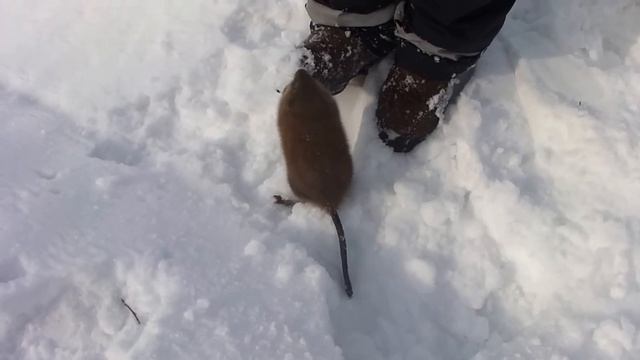 Нападение ондатры смотреть онлайн