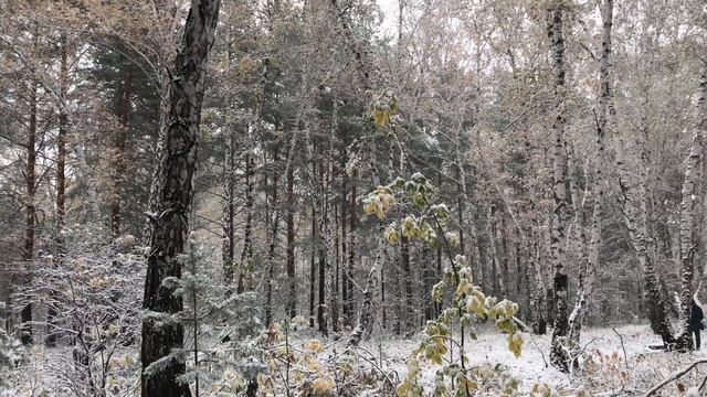 Первый раз гуляем по снегу с кошкой. Выпал первый снег смотреть онлайн