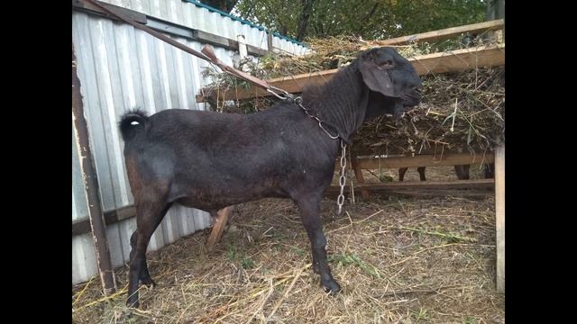 Лечение гельминтов. Как лечить? Чем лечить? смотреть онлайн