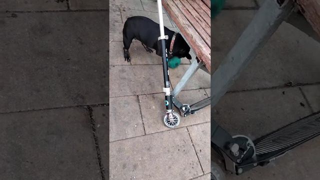 Французская бульдожка играет в футбол с 7-летним хозяином смотреть онлайн