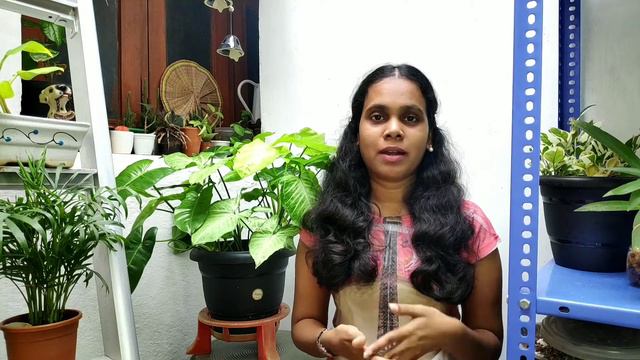 Syngonium ♥️ | Wish List | தமிழ்