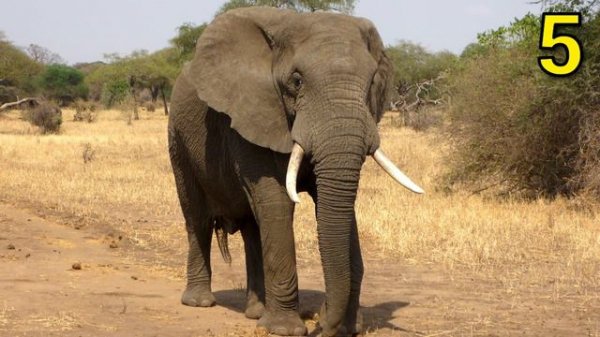 AFRICAN ANIMAL PICTURES With Sounds and Names for Babies & Toddlers - Animal Quiz