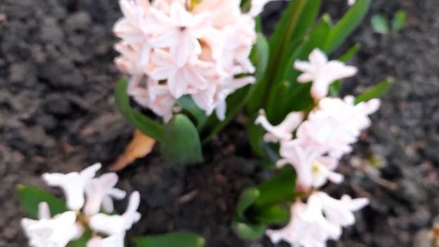 #ГиацинтАприкотПэйшн / 2023г. Гиацинт Априкот Пэйшн( лат. hyacinthus Apricot Passion). Видео 1 смотреть онлайн