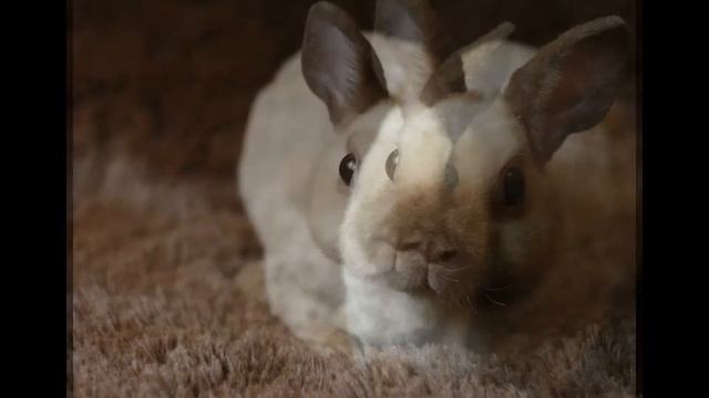 №46 Онлайн-Выставка кроликов смотреть онлайн