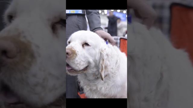 Знакомьтесь - это кламбер-спаниель смотреть онлайн