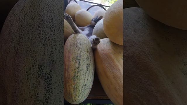 Дольче вита🌅 смотреть онлайн