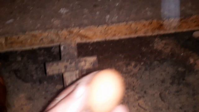 Готовим курочек 6,5 месяцев к инкубации яйца. Єксперемент. смотреть онлайн