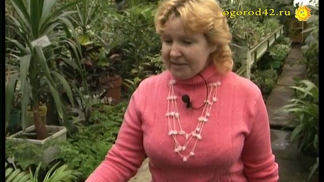 Паутинный клещ на комнатных растениях смотреть онлайн