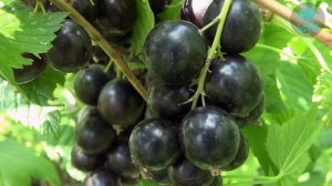 Новейший сорт чёрной смородины «Синегорье»