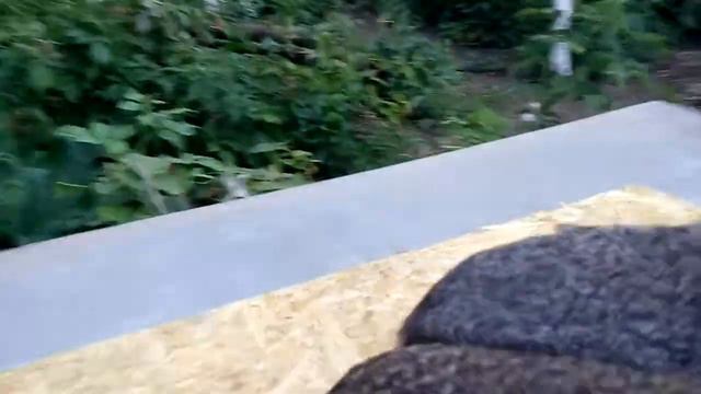 Самцы интересный окрас . смотреть онлайн