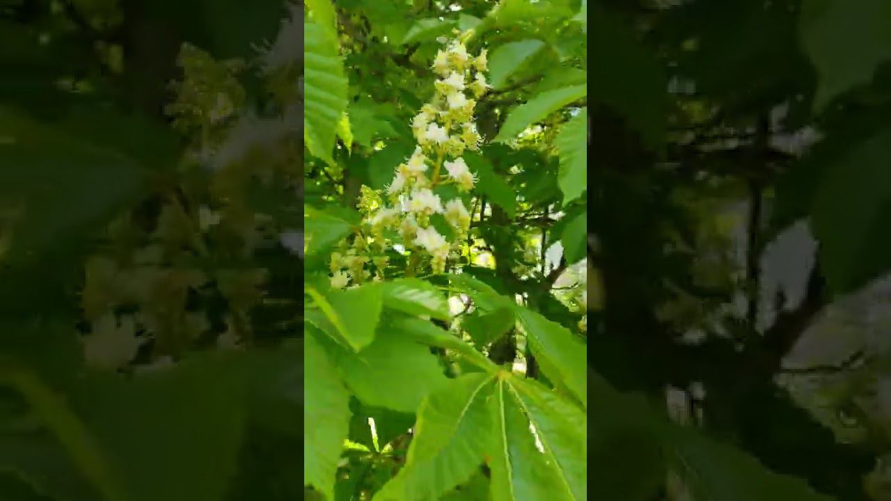 Галина Рязанова Любимые орхидеи #shorts