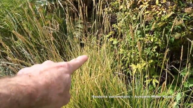 Sesleria Autumnalis  - Autumn Moor Grass