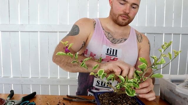 Making a Bougainvillea Bonsai from Nursery Stock смотреть онлайн