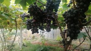 Виноград Воплощение (Гусев С. Э.) виноградник Король В. Н. г. Краснодар.