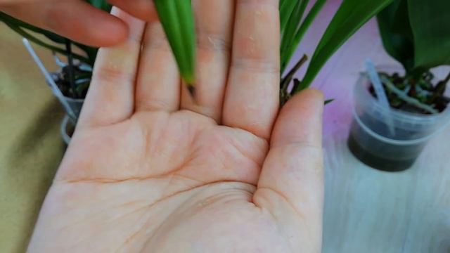 Орхидеи. Аскоценда, БИГ ЛИПы, Цимбидиум, Манхетен купленные в Декабре, что у них нового. смотреть онлайн