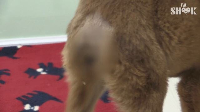 A Dog that was Born Without Anus has Another Shocking Secret смотреть онлайн