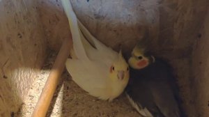 Разведение корелл. 10 яиц у самки кореллы!