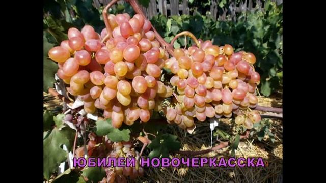 Сорта винограда Видео смотреть онлайн
