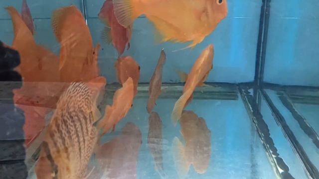 Соль, сода и хлорамин. смотреть онлайн