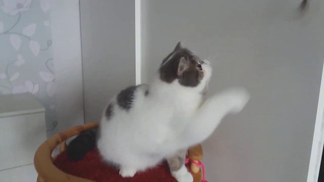 Exotic shorthair cat, 9 months old смотреть онлайн