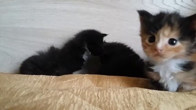 Девочки мейн-кун. Котята. смотреть онлайн