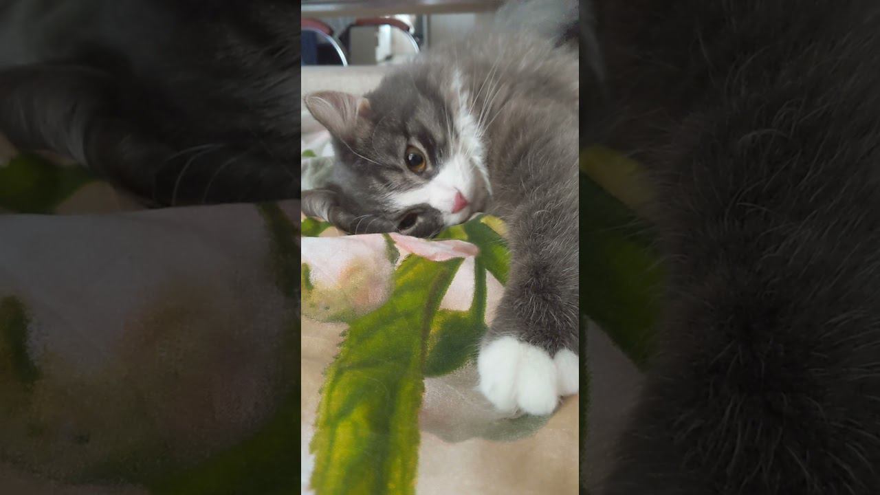 Мне этот мир уже абсолютно понятен смотреть онлайн