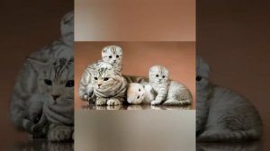 Шотландские вислоухие кошки.
