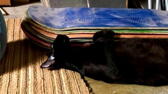 Котёнок плакал и ходил кругами вокруг мусорника в поисках еды. И его заметил один человек смотреть онлайн