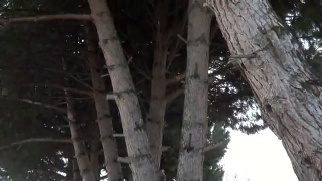 Test Sony HDR CX190 смотреть онлайн