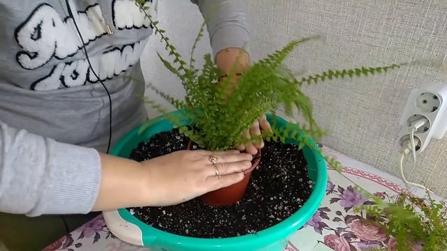 Мои комнатные растения  // Как поделить Нефролепис