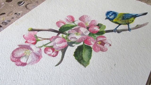 Картина акварелью/ веточка цветущей яблони с птичкой/ заключительный этап смотреть онлайн