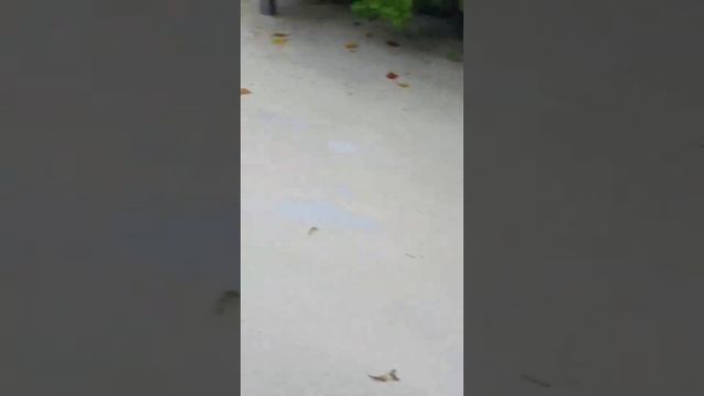 Андрей Скороход про Мальдивы смотреть онлайн