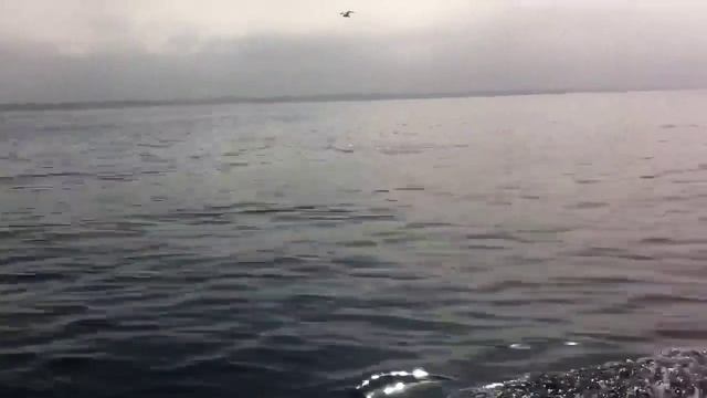 Прогулка по Тихому океану, дельфины и счастье. Лос Анджелес смотреть онлайн